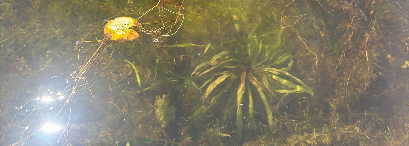 Water Soldier under water